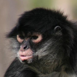 Webbed Monkey WT Live // WhetBreads