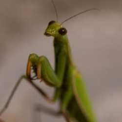 WT Live // Aussie_Mantis